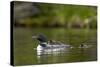 Common Loon (Gavia Immer) Adult and Two Chicks, British Columbia, Canada-James Hager-Stretched Canvas