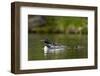 Common Loon (Gavia Immer) Adult and Two Chicks, British Columbia, Canada-James Hager-Framed Photographic Print