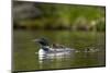 Common Loon (Gavia Immer) Adult and Two Chicks, British Columbia, Canada-James Hager-Mounted Photographic Print