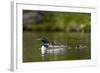 Common Loon (Gavia Immer) Adult and Two Chicks, British Columbia, Canada-James Hager-Framed Photographic Print