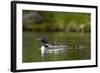 Common Loon (Gavia Immer) Adult and Two Chicks, British Columbia, Canada-James Hager-Framed Photographic Print