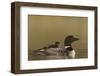 Common Loon (Gavia immer) adult with a chick on its back, Lac Le Jeune Provincial Park, British Col-James Hager-Framed Photographic Print