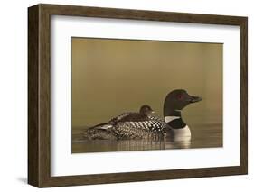 Common Loon (Gavia immer) adult with a chick on its back, Lac Le Jeune Provincial Park, British Col-James Hager-Framed Photographic Print