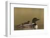 Common Loon (Gavia immer) adult with a chick on its back, Lac Le Jeune Provincial Park, British Col-James Hager-Framed Photographic Print