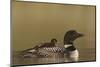 Common Loon (Gavia immer) adult with a chick on its back, Lac Le Jeune Provincial Park, British Col-James Hager-Mounted Photographic Print