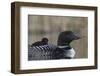 Common Loon (Gavia immer) adult with a chick on its back, Lac Le Jeune Provincial Park, British Col-James Hager-Framed Photographic Print