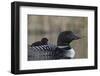 Common Loon (Gavia immer) adult with a chick on its back, Lac Le Jeune Provincial Park, British Col-James Hager-Framed Photographic Print
