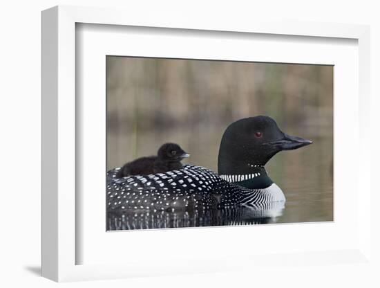 Common Loon (Gavia immer) adult with a chick on its back, Lac Le Jeune Provincial Park, British Col-James Hager-Framed Photographic Print