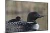 Common Loon (Gavia immer) adult with a chick on its back, Lac Le Jeune Provincial Park, British Col-James Hager-Mounted Photographic Print