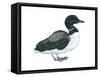 Common Loon (Gavia Immer), Birds-Encyclopaedia Britannica-Framed Stretched Canvas