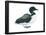 Common Loon (Gavia Immer), Birds-Encyclopaedia Britannica-Framed Poster