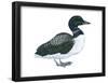 Common Loon (Gavia Immer), Birds-Encyclopaedia Britannica-Framed Poster