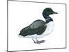 Common Loon (Gavia Immer), Birds-Encyclopaedia Britannica-Mounted Poster