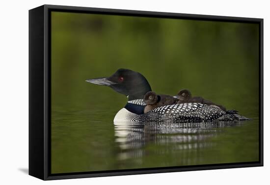 Common Loon (Gavia Immer) Chicks Riding on their Mother's Back, British Columbia, Canada-James Hager-Framed Stretched Canvas