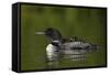 Common Loon (Gavia Immer) Chicks Riding on their Mother's Back, British Columbia, Canada-James Hager-Framed Stretched Canvas