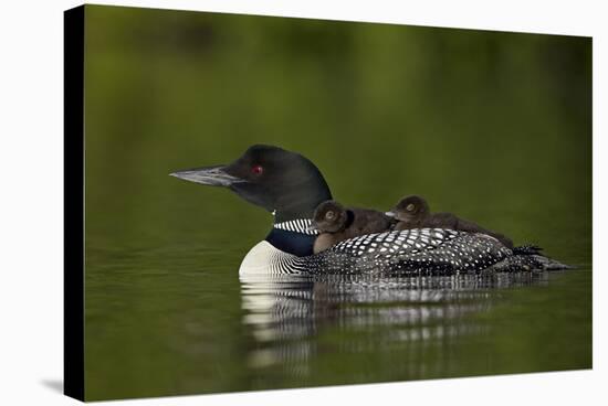 Common Loon (Gavia Immer) Chicks Riding on their Mother's Back, British Columbia, Canada-James Hager-Stretched Canvas