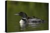Common Loon (Gavia Immer) Chicks Riding on their Mother's Back, British Columbia, Canada-James Hager-Stretched Canvas