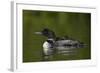 Common Loon (Gavia Immer) Chicks Riding on their Mother's Back, British Columbia, Canada-James Hager-Framed Photographic Print