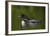 Common Loon (Gavia Immer) Chicks Riding on their Mother's Back, British Columbia, Canada-James Hager-Framed Photographic Print