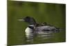 Common Loon (Gavia Immer) Chicks Riding on their Mother's Back, British Columbia, Canada-James Hager-Mounted Photographic Print