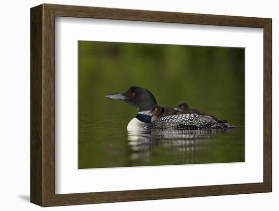 Common Loon (Gavia Immer) Chicks Riding on their Mother's Back, British Columbia, Canada-James Hager-Framed Photographic Print