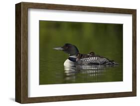 Common Loon (Gavia Immer) Chicks Riding on their Mother's Back, British Columbia, Canada-James Hager-Framed Photographic Print