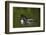 Common Loon (Gavia Immer) Chicks Riding on their Mother's Back, British Columbia, Canada-James Hager-Framed Photographic Print