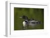 Common Loon (Gavia Immer) Chicks Riding on their Mother's Back, British Columbia, Canada-James Hager-Framed Photographic Print