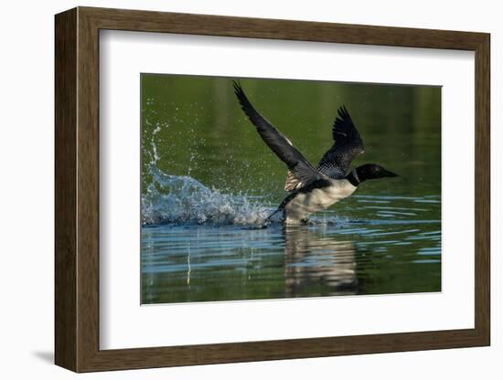 Common loon running across water to take flight-Marie Read-Framed Photographic Print