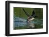 Common loon running across water to take flight-Marie Read-Framed Photographic Print