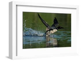 Common loon running across water to take flight-Marie Read-Framed Photographic Print