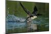 Common loon running across water to take flight-Marie Read-Mounted Photographic Print