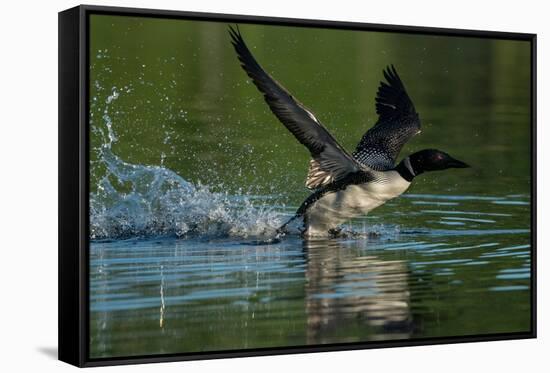 Common loon running across water to take flight-Marie Read-Framed Stretched Canvas