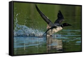 Common loon running across water to take flight-Marie Read-Framed Stretched Canvas