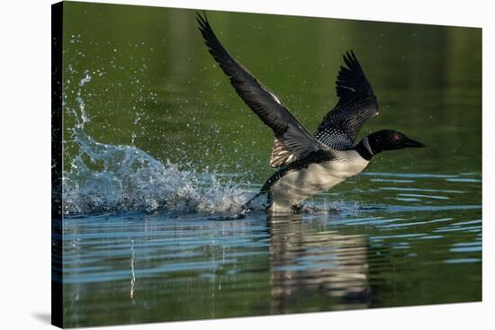 Common loon running across water to take flight-Marie Read-Stretched Canvas