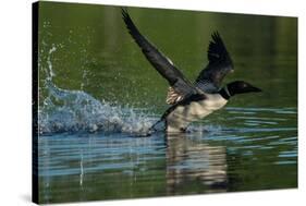 Common loon running across water to take flight-Marie Read-Stretched Canvas