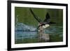 Common loon running across water to take flight-Marie Read-Framed Photographic Print