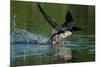 Common loon running across water to take flight-Marie Read-Mounted Photographic Print