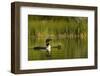 Common Loon with Pair of Newborn Chick on Small Mountain Lake Near Whitefish, Montana, Usa-Chuck Haney-Framed Photographic Print