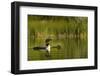 Common Loon with Pair of Newborn Chick on Small Mountain Lake Near Whitefish, Montana, Usa-Chuck Haney-Framed Photographic Print