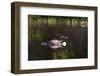 Common Loon-Lynn M^ Stone-Framed Photographic Print