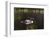 Common Loon-Lynn M^ Stone-Framed Photographic Print