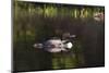 Common Loon-Lynn M^ Stone-Mounted Photographic Print