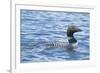 Common Loons are Large, Diving Waterbirds known for their Eerie Calls on Wilderness Lakes-Richard Wright-Framed Photographic Print