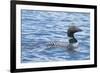 Common Loons are Large, Diving Waterbirds known for their Eerie Calls on Wilderness Lakes-Richard Wright-Framed Photographic Print