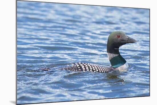 Common Loons are Large, Diving Waterbirds known for their Eerie Calls on Wilderness Lakes-Richard Wright-Mounted Photographic Print