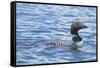 Common Loons are Large, Diving Waterbirds known for their Eerie Calls on Wilderness Lakes-Richard Wright-Framed Stretched Canvas