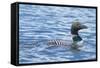 Common Loons are Large, Diving Waterbirds known for their Eerie Calls on Wilderness Lakes-Richard Wright-Framed Stretched Canvas