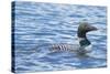 Common Loons are Large, Diving Waterbirds known for their Eerie Calls on Wilderness Lakes-Richard Wright-Stretched Canvas