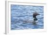 Common Loons are Large, Diving Waterbirds known for their Eerie Calls on Wilderness Lakes-Richard Wright-Framed Photographic Print